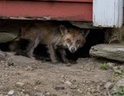 Foxes