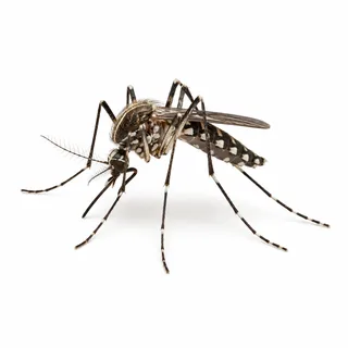 Mosquito