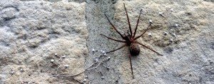 UK Spider Identification Harmless or Dangerous? JG