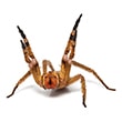 Brazilian wandering spider