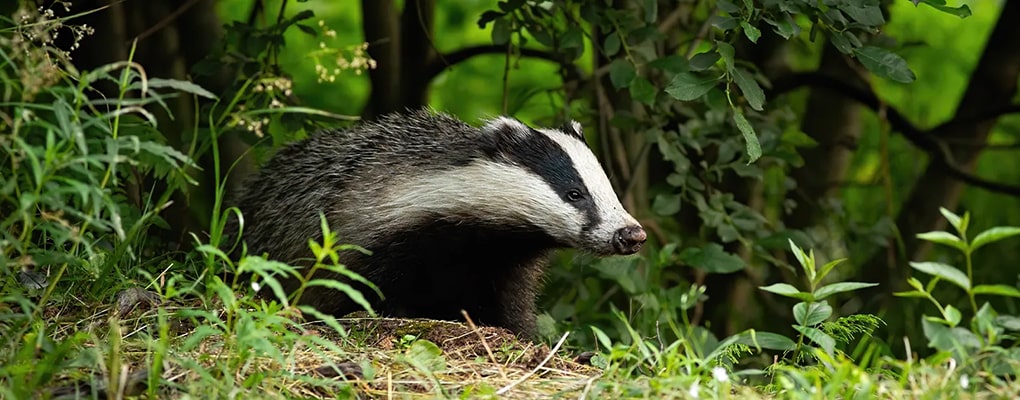 European badger foraging in woodland
