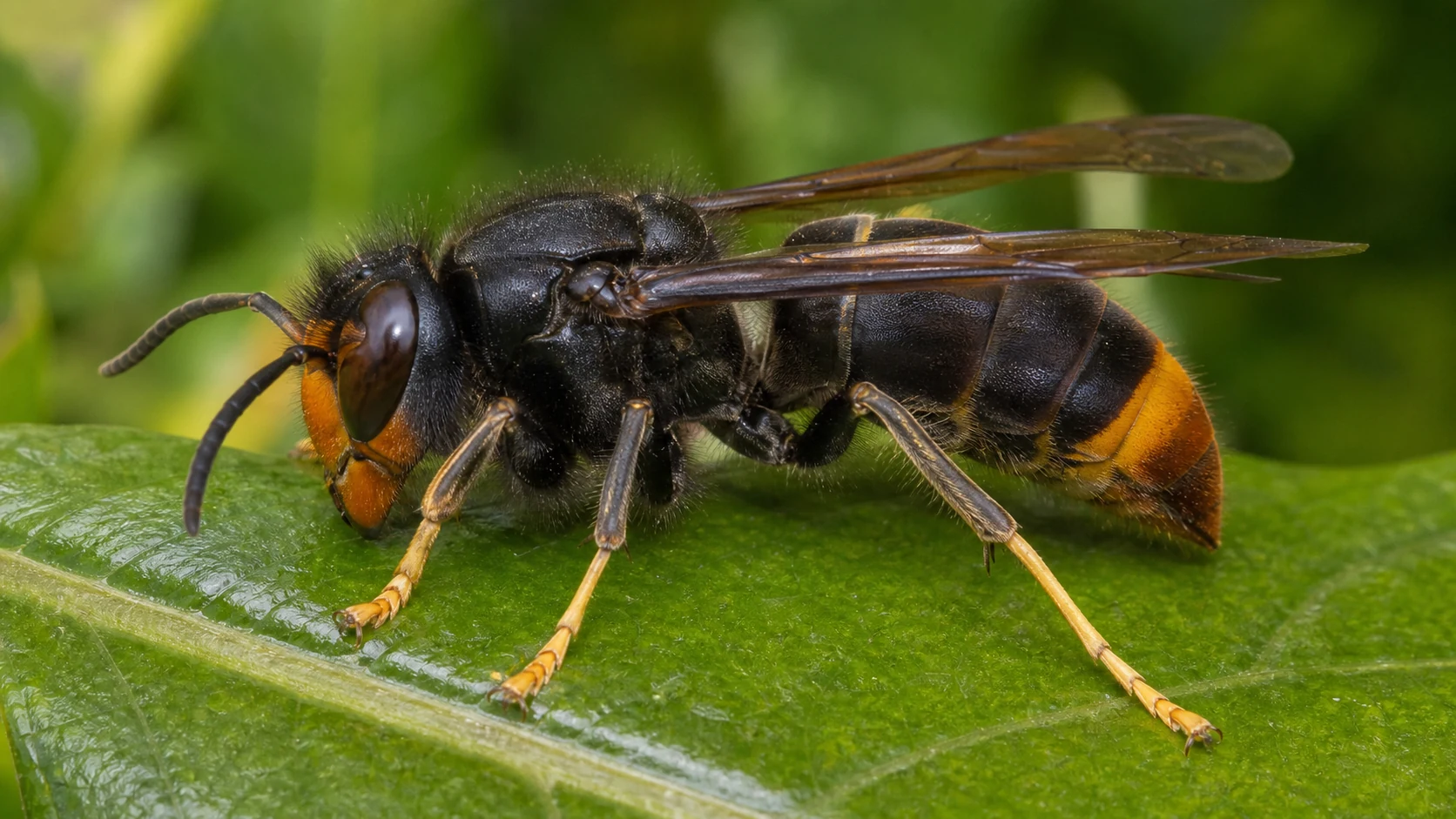 Asian hornet (Vespa velutina) on a leaf, showing its dark body, orange face and yellow leg tips