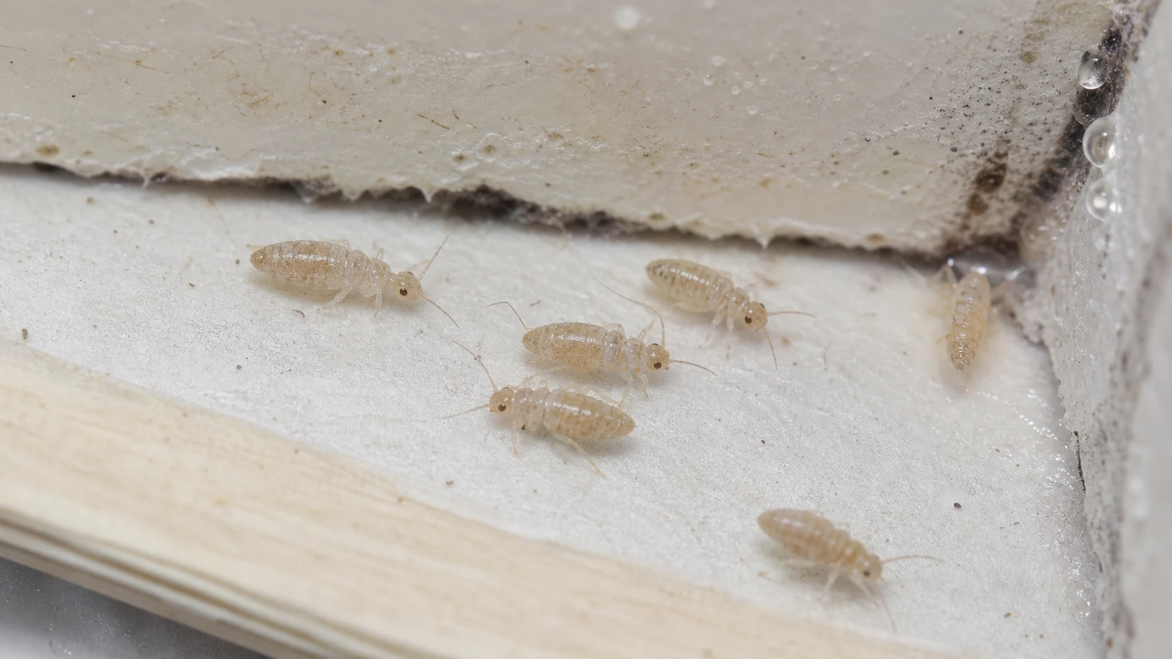 Tiny pale booklice, also called psocids, crawling on a damp book