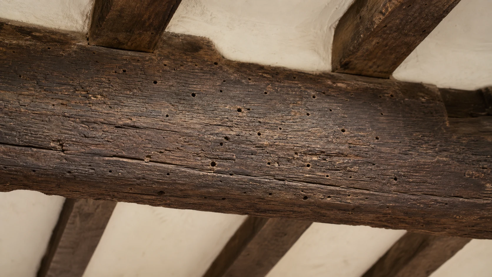 An old oak beam with small round deathwatch beetle exit holes in a timber-framed building