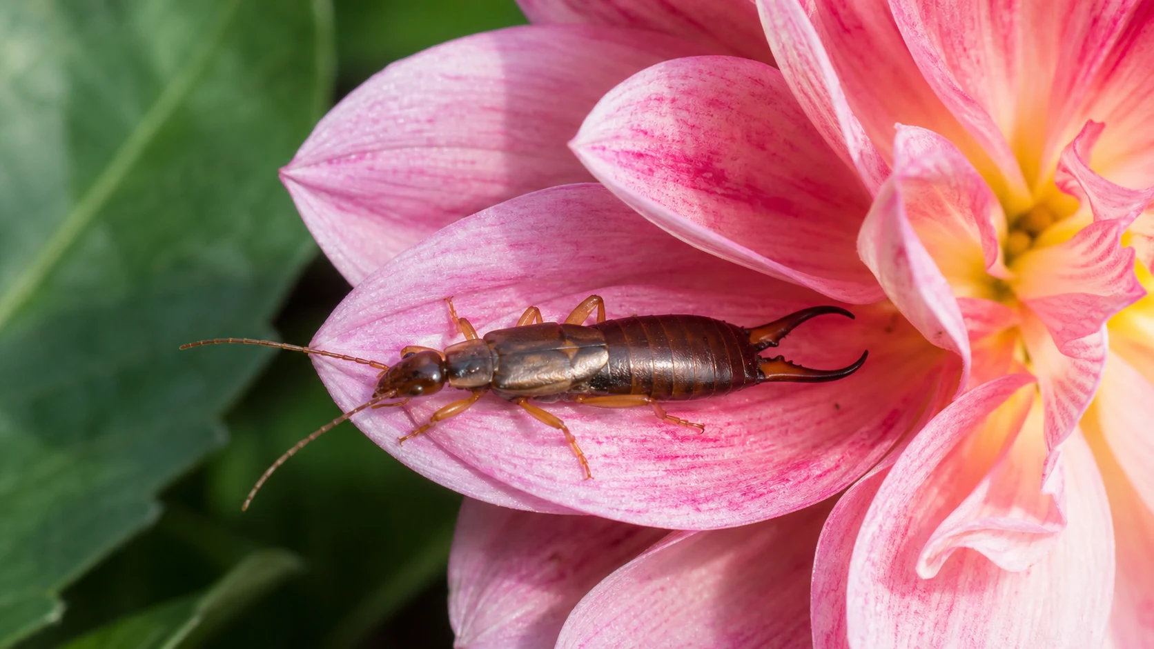 A common earwig with rear pincers resting on a pink dahlia flower