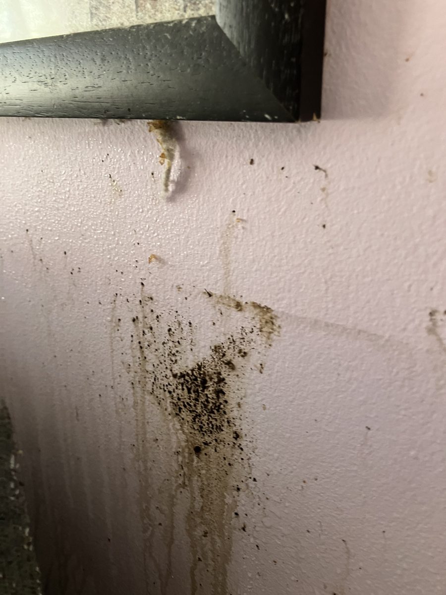 Bed bug staining on a bedroom wall