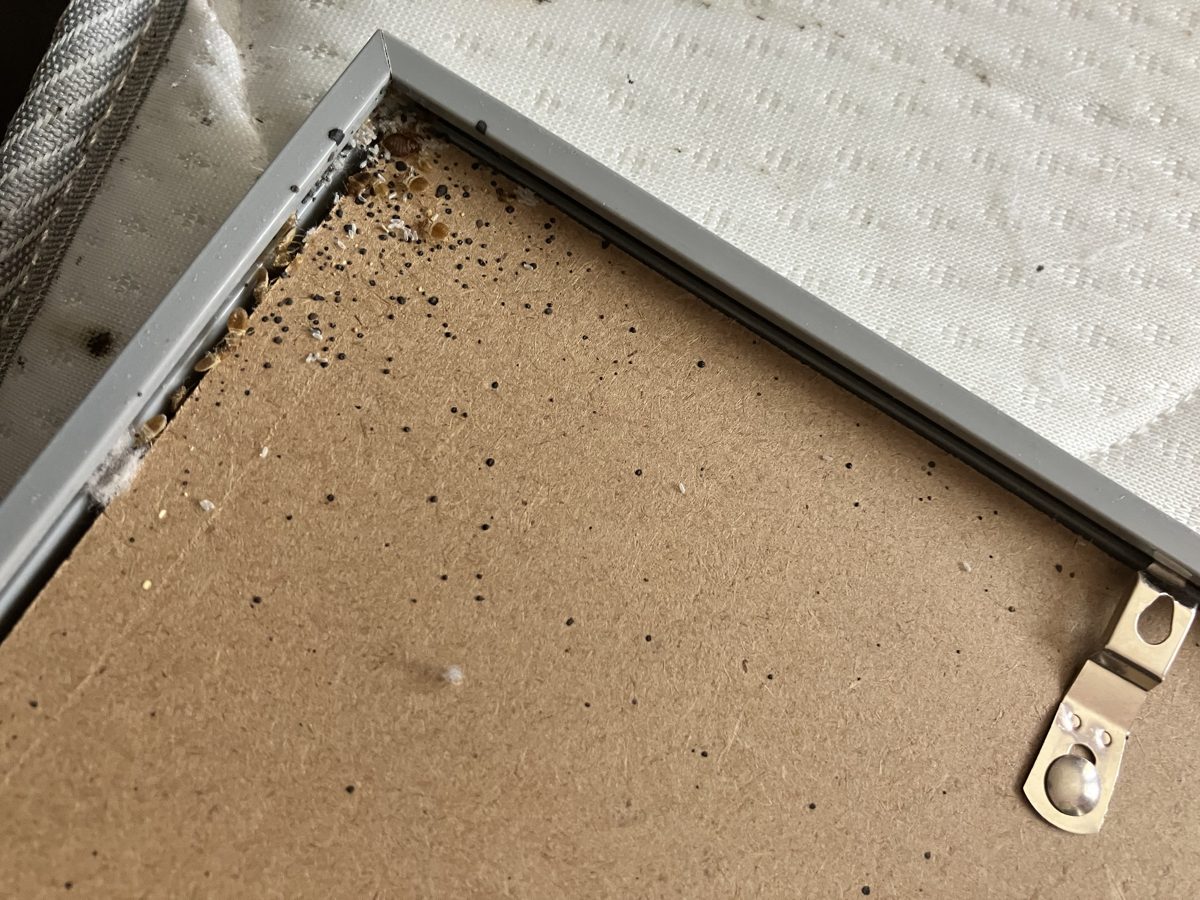 Bed bugs hiding behind a picture frame above a bed