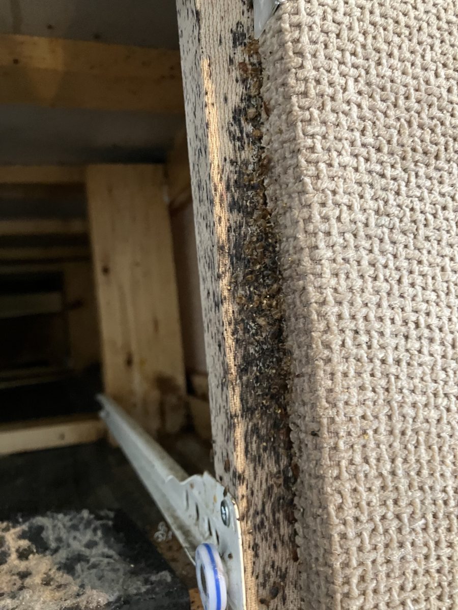 Bed bugs, eggs and droppings under a divan drawer