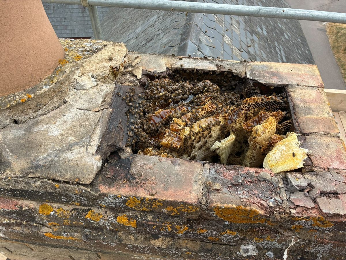 Honey bee colony found in a chimney