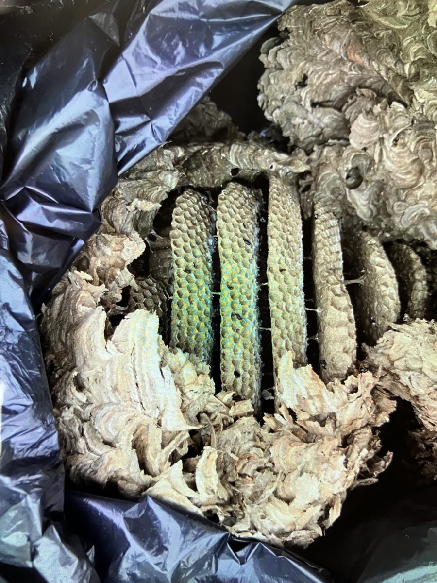 Inside a wasp nest