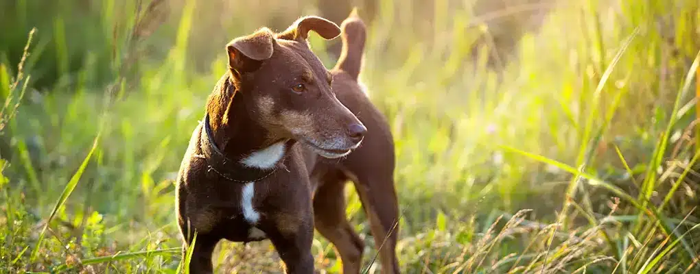 Trained canine rodent detection dog working outdoors