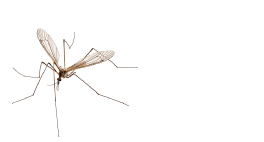 Crane Fly
