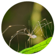 Daddy Long Legs