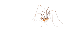 Harvestman