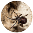 False Widow